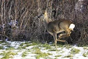 Roe Deer - running in snow