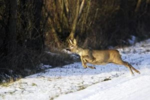 Images Dated 30th January 2006: Roe Deer - running in snow. Alsace - France