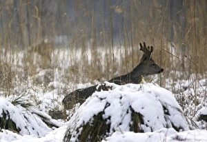 Images Dated 28th January 2006: Roe Deer - in snow. Alsace - France