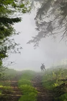 Roe Deer - standing on forest ride - in morning mist