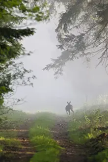 Sunrise Prints: Roe Deer - standing on forest ride - in morning mist - Lower Saxony - Germany
