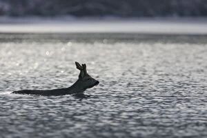 Roe Deer - swimming