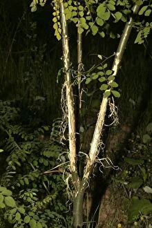 Roe Deer - tree showing bark stripped by Roe Deer