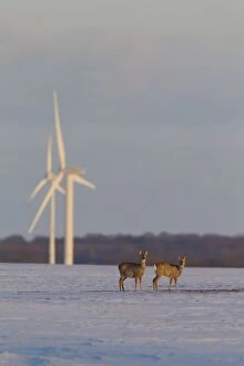Roe Deer with wind turbines