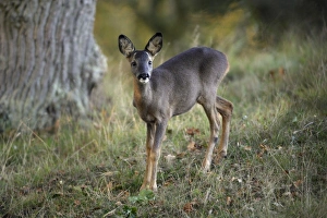 Images Dated 16th October 2007: Roe Deer - young animal on alert