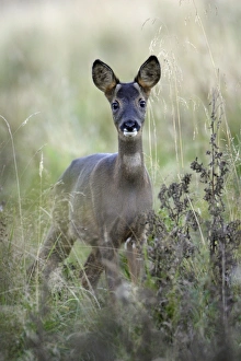 Images Dated 16th October 2007: Roe Deer - young animal on alert