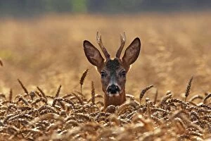 Images Dated 30th July 2009: Roe Deer - young buck