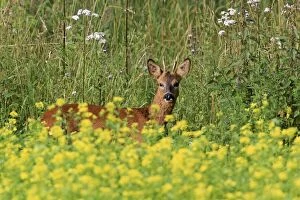Roe Deer - young buck in game food mustard crop