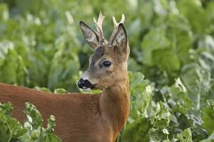 Images Dated 28th July 2009: Roe Deer - young buck - Germany