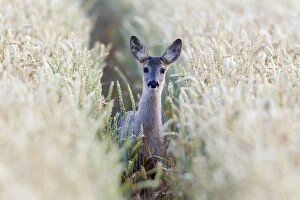 Roe Deer - young doe alert in wheat crop
