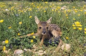 Roe Deer - Young in Flowers