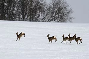 Roe Deers - group running in winter snow