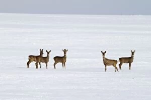 Roe Deers - group in winter snow