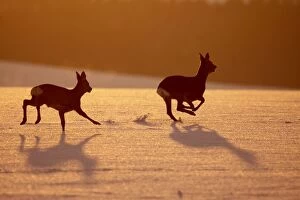 Roe Deers - running in snow