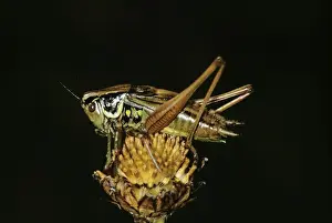 Roesel's bush-cricket