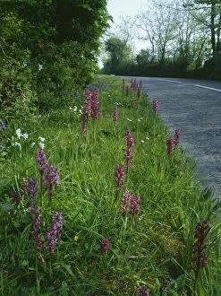ROG-10376 Roadside Flowers - Early Purple Orchids (Orchis mascula) with Bluebells and Three-cornered Garlic