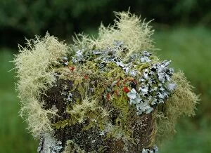 ROG-10394 Beard Lichens, Cladonias, Parmelias, Mosses etc on old fence post, Connemara, Ireland