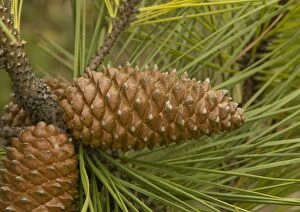 ROG-11440 Maritime pine, planted on sand dunes and native in SW Europe - cones