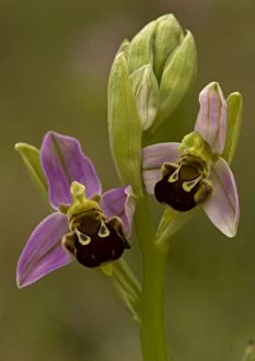 ROG-11450 Bee orchid - Insect mimic