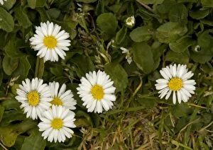 ROG-11451 Daisy. Common plant of lawns and paths