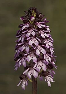 ROG-11459 Lady orchid