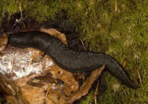 ROG-11481 Ash-Grey / Ash-black SLUG - a large woodland slug, on old log