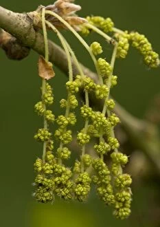ROG-11488 Male catkins of pedunculate (common) oak, spring