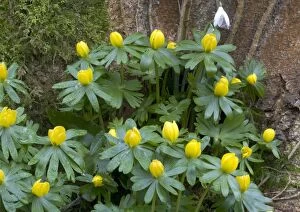 ROG-11501 Winter aconites in light woodland, with snowdrops. Very early-flowering plants