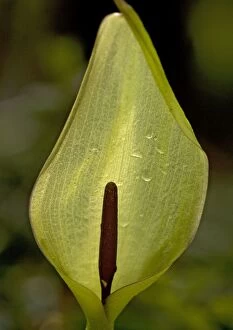 ROG-11517 Arum LILY / Lords and Ladies / Cuckoo Pint - showing spadix and pale green hooded spathe