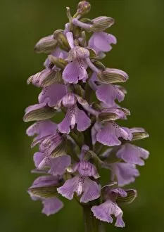 ROG-11529 Green-winged Orchid