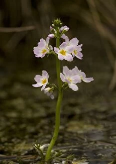 ROG-11533 Water-violet, flowering in pond