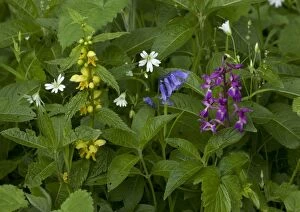 ROG-11574 Woodland flowers in spring - Greater Stitchwort (Stellaria holostea), yellow archangel (Lamiastrum galeobdolon), bluebell (Hyacinthoides non-scriptus) and early purple orchid (Orchis mascula)