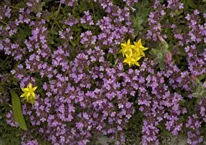 Heaths Prints: ROG-11581 Wild Thyme ssp