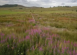 Hill Prints: ROG-11585 Rosebay Willowherb Scotland