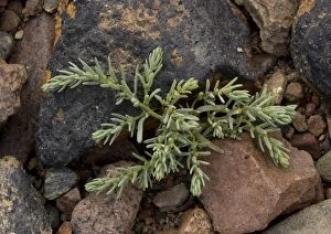 ROG-11586 Dunmort (Annual Sea-blite) - growing on rocks