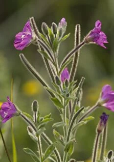 ROG-11598 Greater Hairy Willowherb / Great Willowherb