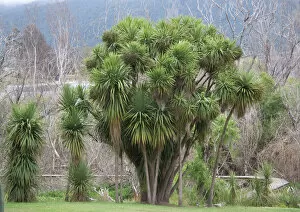 ROG-11668 New Zealand Cabbage Tree