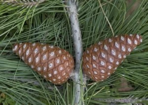 ROG-11703 Calabrian pine, foliage and cones