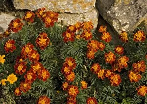 ROG-11760 French marigolds, by dry stone wall