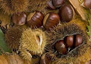 ROG-11764 Sweet chestnut in autumn: Fallen chestnuts