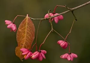 ROG-11779 European Spindle in autumn: berries with arils