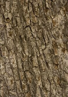 ROG-11784 Bark of old field Maple tree
