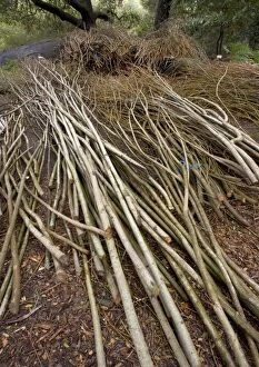 ROG-11828 Willow Withies - Piles, ready for use in making a willow sculpture