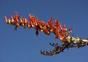 ROG-11847 Ocotillo - also called coachwhip cactus, Jacobs staff and candlewood - in flower