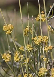 ROG-11849 Green Ephedra / Mormon or Brigham Tea / Mountain Joint Fir - with male flowers