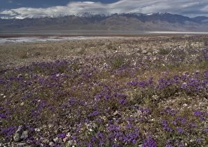 ROG-11883 Phacelia - mass on the shores of the Death Valley salt lake, in a very wet spring