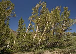 ROG-11928 White-bark Pine - Group at about 10, 000 feet, above Sonora Pass