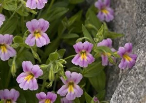 ROG-11931 Lewis Monkey-flower - growing by mountain stream, close-up