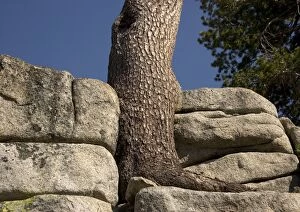 ROG-11958 Western White Pine - old tree growing in crevices in granite
