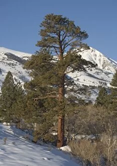 ROG-11964 Jeffreys Pine - on east side of Sierra Nevada, in winter